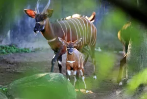 Two Week-old Eastern Bongo Calf and Mother Two Week-old Eastern Bongo Calf and Mother