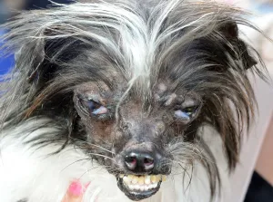 <b class=qtipBold><figcaption>World's Ugliest Dog Competition</figcaption></b><br>Peanut, a mutt who is suspected of being a Chihuahua-Shitzu mix, is seen at The World's Ugliest Dog Competition in Petaluma, California on June 20, 2014. Peanut won the competition and was voted the world's ugliest dog. AFP PHOTO / JOSH EDELSON / AFP PHOTO / Josh Edelson<br><em>© Copyright Agence France-Presse (AFP) - All Rights Reserved</em> World's Ugliest Dog Competition