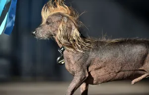 <b class=qtipBold><figcaption>World's Ugliest Dog Competition</figcaption></b><br>Himisaboo, a Chinese Crested Wiener mix, walks on stage during The World's Ugliest Dog Competition in Petaluma, north of San Francisco, California on June 23, 2018. Zsa Zsa, an English Bulldog, went on to win the competition earning a $1500 prize, a trophy, and a trip to New York for media appearances. / AFP PHOTO / JOSH EDELSON<br><em>© Copyright Agence France-Presse (AFP) - All Rights Reserved</em> World's Ugliest Dog Competition