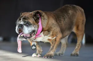 <b class=qtipBold><figcaption>World's Ugliest Dog Competition</figcaption></b><br>Zsa Zsa, an English Bulldog, stands on stage after winning The World's Ugliest Dog Competition in Petaluma, north of San Francisco, California on June 23, 2018. Zsa Zsa won first place and was awarded $1500, a trophy, and will be flown to New York for media appearances. / AFP PHOTO / JOSH EDELSON<br><em>© Copyright Agence France-Presse (AFP) - All Rights Reserved</em> World's Ugliest Dog Competition