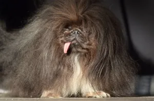 Worlds Ugliest Dog Competition
