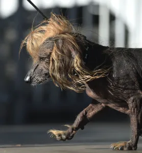 Worlds Ugliest Dog Competition
