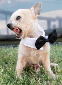 Offbeat quirky images/offbeat 2019/worlds ugliest dog competition Offbeat quirky images/offbeat 2019/worlds ugliest dog competition