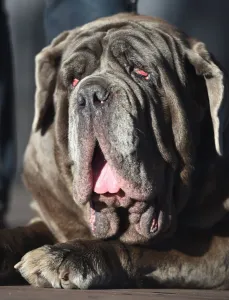 <b class=qtipBold><figcaption>World's Ugliest Dog Competition</figcaption></b><br>Last year's World's Ugliest Dog Competition winner Martha, a Neapolitan Mastiff, takes the stage before the new winner is announced in Petaluma, north of San Francisco, California on June 23, 2018. Zsa Zsa, an English Bulldog, went on to win the competition earning a $1500 prize, a trophy, and a trip to New York for media appearances. / AFP PHOTO / JOSH EDELSON<br><em>© Copyright Agence France-Presse (AFP) - All Rights Reserved</em> World's Ugliest Dog Competition